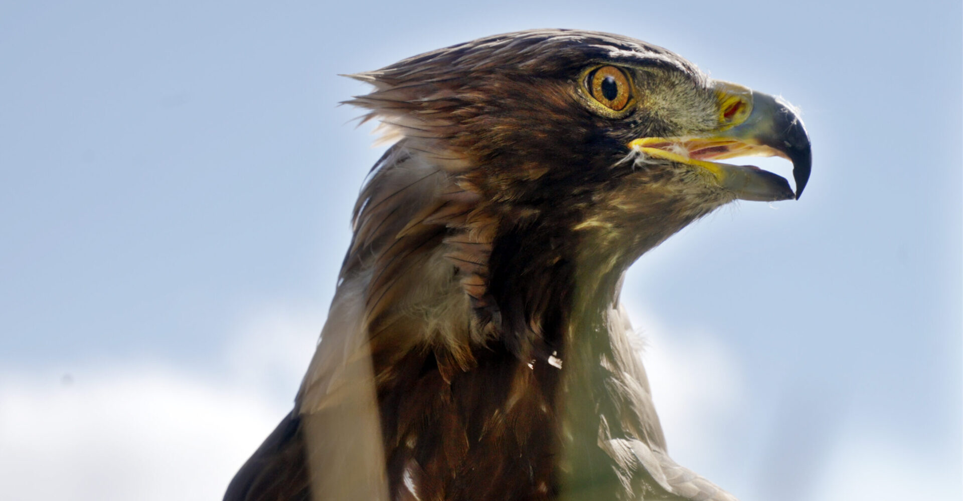 10_Achensee-Sommer-Adler