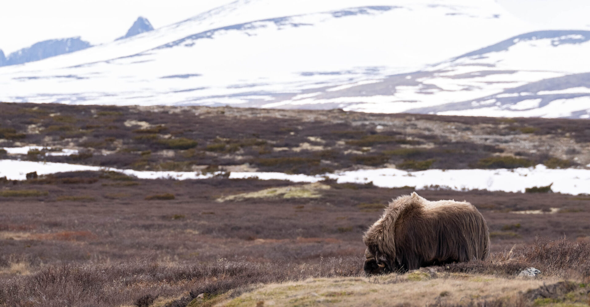 Moschusochse im Dovrefjell-Sunndalsfjella-Nationalpark (1)