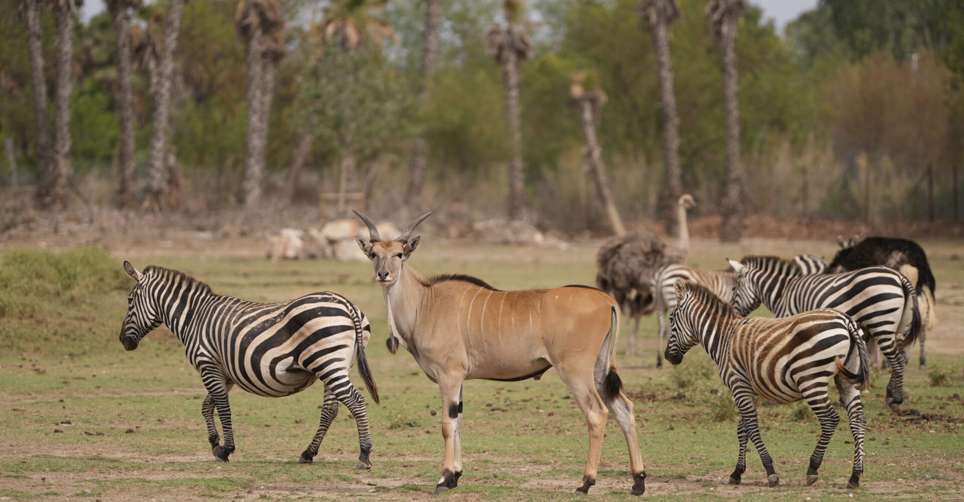 Savannengehege im Réserve Africaine (2)